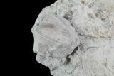 Blastoid (Pentremites) Fossil - Illinois #92215-1